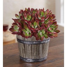 Devotion Echeveria