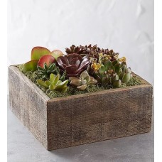 Rustic Wooden Succulent Garden