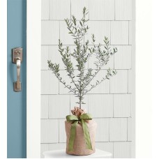 Olive Tree (Olive Tree - Large)