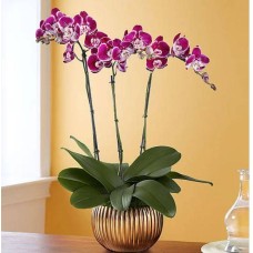 Grand Majesty Orchid