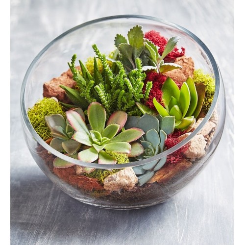 Glass Succulent Terrarium