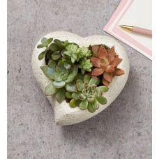 Sweet Succulent Heart Garden (Large with Plaque)