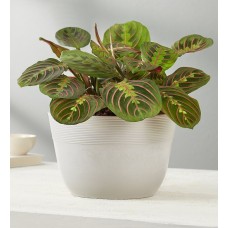 Red Maranta Prayer Plant