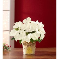 Winter White Poinsettia Plant