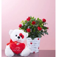 Love Rose Plant (Large with Plush)