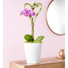Sweetheart Bamboo and Orchid Garden