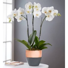 Serenity Orchid Garden