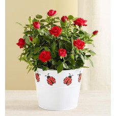 Lucky Ladybug Red Rose (Large)