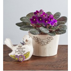 Purple Blossoms African Violet Plant (African Violet Plant)