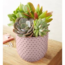 Sweet Succulent Garden