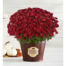 Harvest Outdoor Mum