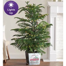 Farmstand Norfolk Pine