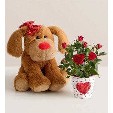 Lovable Pup Rose Plant (Lovable Pup with Chocolate)