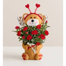 Beary Cupid Rose Plant (Rose Plant with Chocolate)