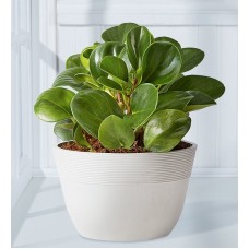 Baby Rubber Plant (Shelf Size Plant (Small) with Sandstone Planter)