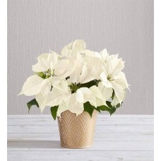Silent Night White Poinsettia (Large with Ornament)