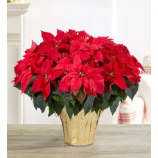 Red Holiday Poinsettia Floor Plant