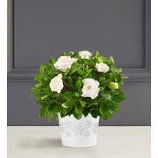 Winter White Gardenia Plant (Large with Snow Globe)