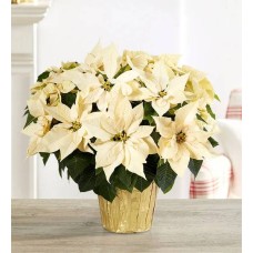 White Holiday Poinsettia Floor Plant