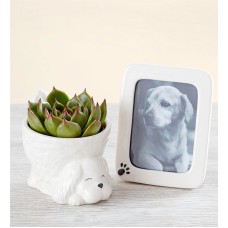 My Pawfect Pet (Dog Bundle)