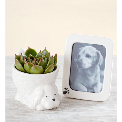 My Pawfect Pet (Dog Bundle)