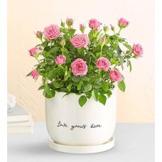 Love Grows Here Pink Rose Plant