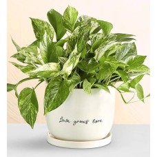 Love Grows Here Pothos Plant