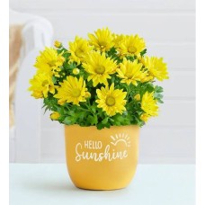 Hello Sunshine Mum
