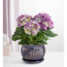 Blissful Blooming Hydrangea (Large Purple with Windchime)