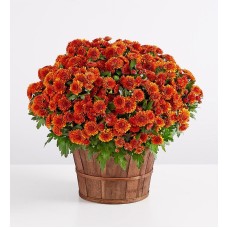 Autumn Outdoor Mum