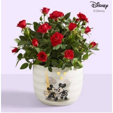 Disney Mickey & Minnie Rose Plant