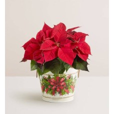 Holiday Traditions Poinsettia (Large with Chocolate)