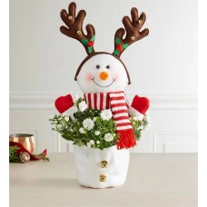 Frosty the Snow Plant (Campanula Plant with Chocolate)