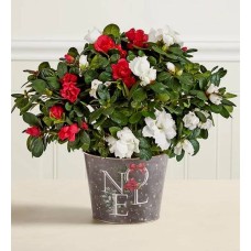Season's Delights Bi-Color Azalea Plant