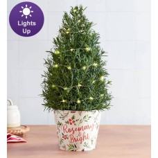 Rosemary and Bright Tree (Rosemary Tree with Keepsake)