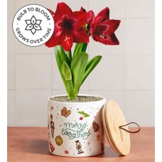Merry Everything Amaryllis (Red Amaryllis with Keepsake)