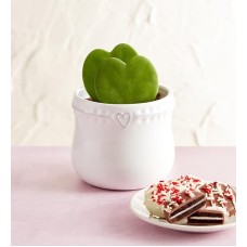 Hoya Heart Succulents (Double Hoya with Cookies)