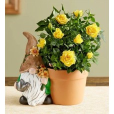 Spring Gnome Rose Plant