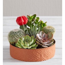 Cactus Dish Garden