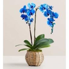 Beautiful Blue Phaelenopsis Orchid (Double Stem)