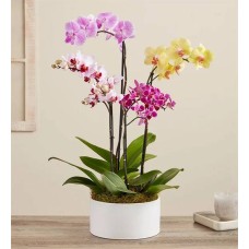 Colorful Orchid Garden