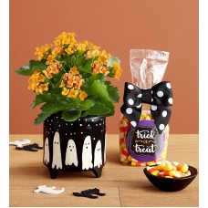 Trick or Treat Kalanchoe Plant (Small with Candy Corn)