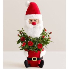 Santa's Surprise Red Rose (Red Rose Plant)