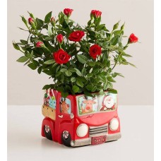 Jolly Santa Red Rose Plant