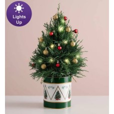 Winter Wishes Cypress Tree (Cypress Tree with Keepsake)