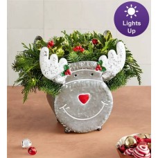 Reindeer Celebrations Evergreens