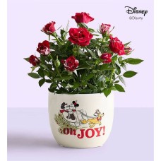 Disney Mickey & Minnie Holiday Rose Plant