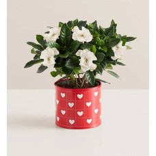 Hearts in Bloom Gardenia (Gardenia with Cookies)