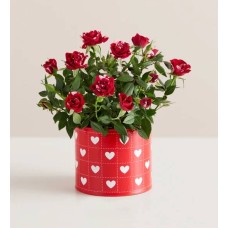 Hearts in Bloom Rose Plant (Red Varigated Rose with Cookies)