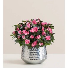 Pretty Pink Azalea (Small With Diffuser)